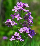 Hesperis matronalis thumbnail