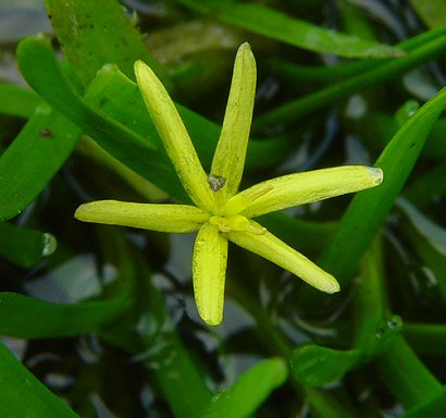 Heteranthera_dubia_flower.jpg