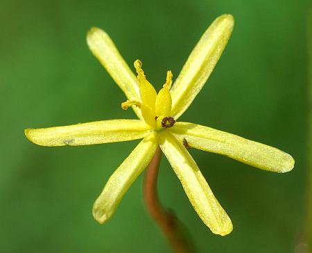 Heteranthera_dubia_flower1.jpg