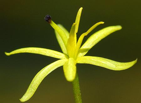 Heteranthera_dubia_flower2.jpg