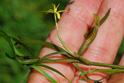 Heteranthera_dubia_habit.jpg