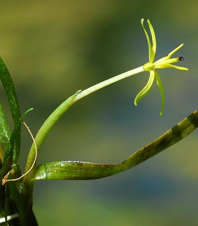 Heteranthera_dubia_inflorescence.jpg