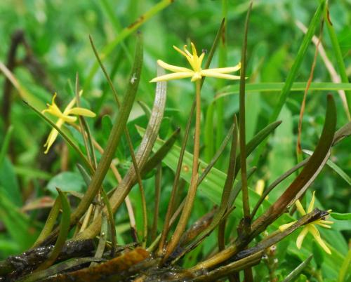 Heteranthera_dubia_leaves.jpg