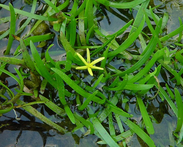 Heteranthera_dubia_plant.jpg