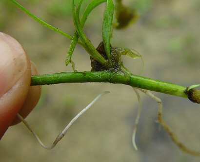 Heteranthera_dubia_stem.jpg