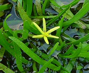 Heteranthera dubia thumbnail