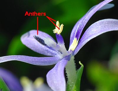 Heteranthera_limosa_anthers.jpg