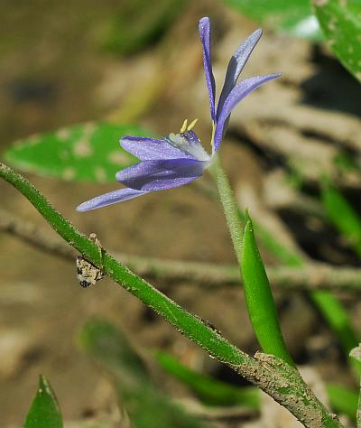 Heteranthera_limosa_bract2.jpg