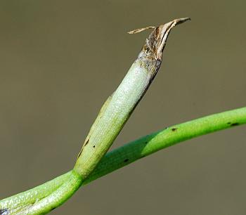 Heteranthera_limosa_fruit.jpg