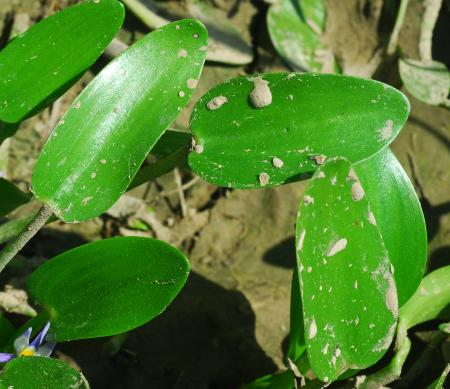 Heteranthera_limosa_leaves.jpg