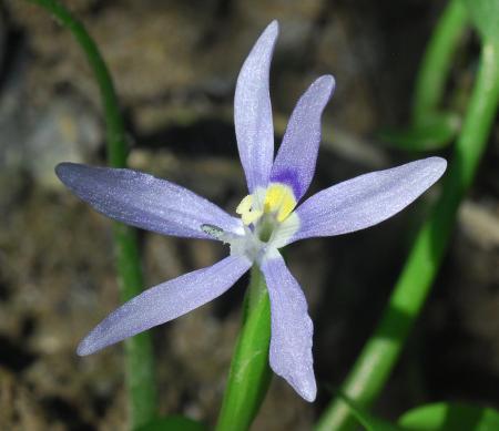 Heteranthera_limosa_perianth2.jpg