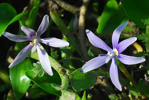 Heteranthera_limosa_perianth3.jpg