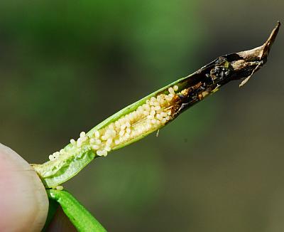 Heteranthera_limosa_seeds.jpg