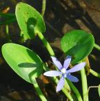 Heteranthera limosa thumbnail