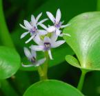 Heteranthera multiflora thumbnail