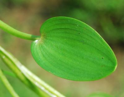 Heteranthera_rotundifolia_leaf.jpg