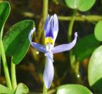 Heteranthera rotundifolia thumbnail