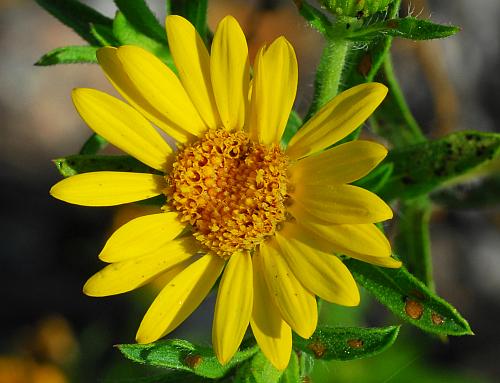 Heterotheca_camporum_var_camporum_head.jpg