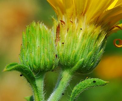 Heterotheca_camporum_var_camporum_involucre.jpg