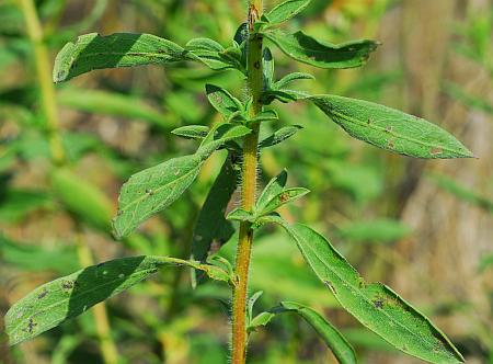 Heterotheca_camporum_var_camporum_leaves.jpg