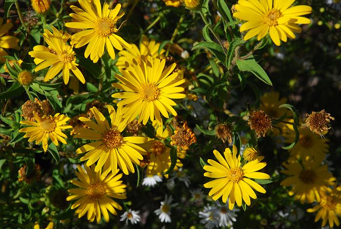 Heterotheca_camporum_var_camporum_plant.jpg