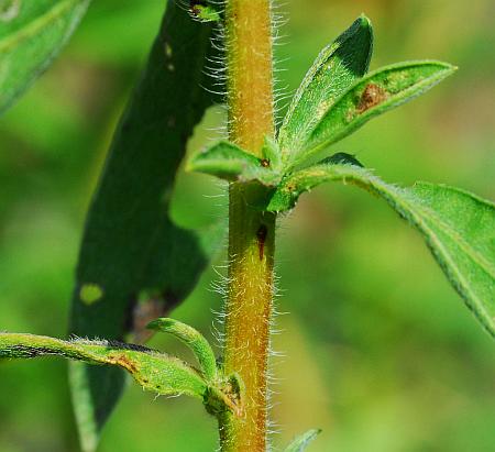 Heterotheca_camporum_var_camporum_stem.jpg