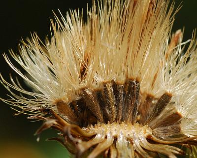 Heterotheca_camporum_var_glandulissima_fruits.jpg