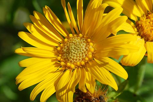 Heterotheca_camporum_var_glandulissima_head.jpg