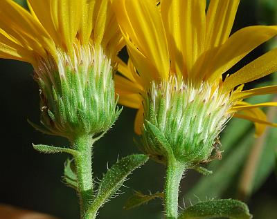 Heterotheca_camporum_var_glandulissima_involucre.jpg