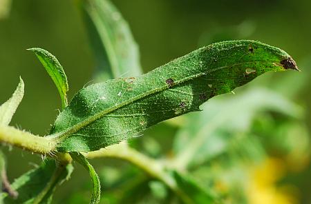 Heterotheca_camporum_var_glandulissima_leaf.jpg