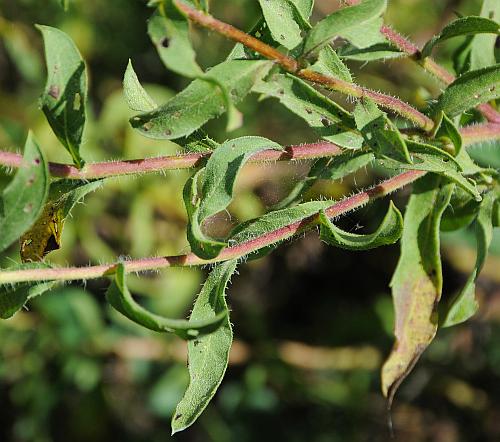 Heterotheca_camporum_var_glandulissima_leaves.jpg