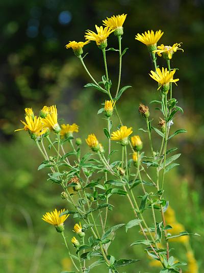 Heterotheca_camporum_var_glandulissima_plant.jpg