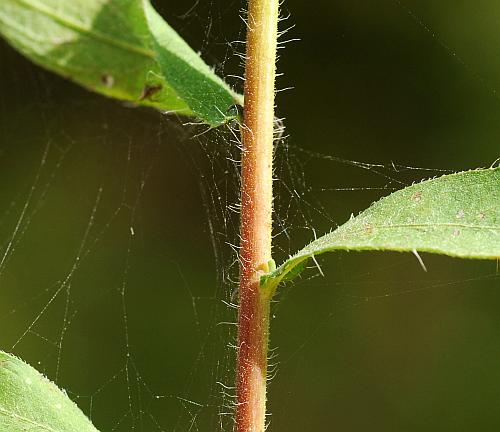 Heterotheca_camporum_var_glandulissima_stem.jpg