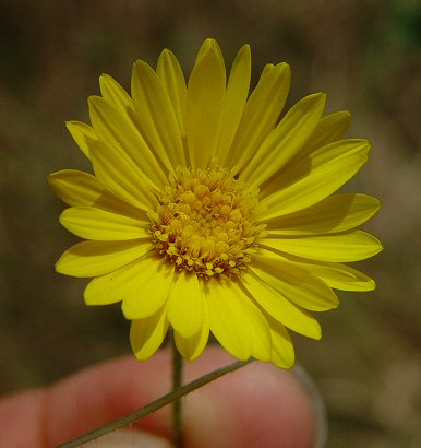 Heterotheca_subaxillaris_flowers.jpg