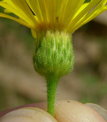 Heterotheca_subaxillaris_involucre.jpg