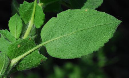 Heterotheca_subaxillaris_leaf.jpg