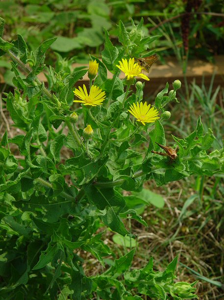 Heterotheca_subaxillaris_plant.jpg