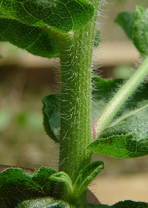 Heterotheca_subaxillaris_stem.jpg