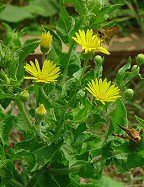 Heterotheca subaxillaris thumbnail