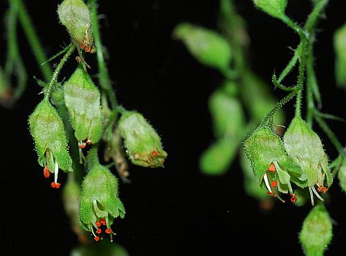 Heuchera_richardsonii_flowers.jpg