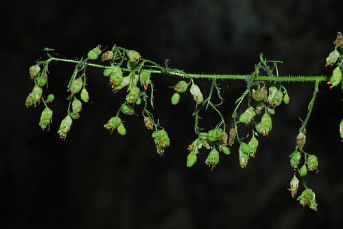 Heuchera_richardsonii_inflorescence.jpg