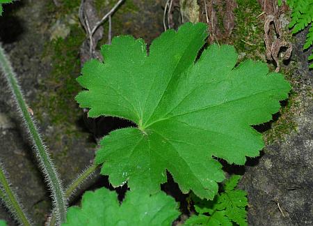 Heuchera_richardsonii_leaf1.jpg