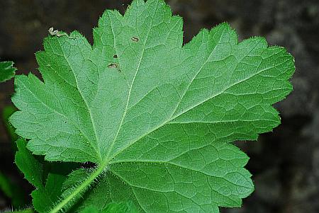 Heuchera_richardsonii_leaf2.jpg