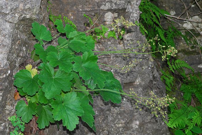 Heuchera_richardsonii_plant.jpg