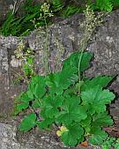 Heuchera richardsonii thumbnail