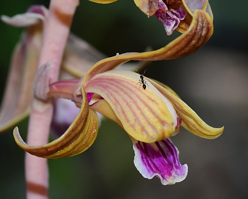 Hexalectris_spicata_flower2.jpg