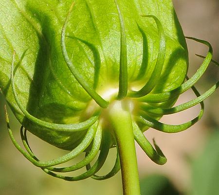 Hibiscus_laevis_bractlets.jpg