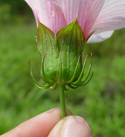 Hibiscus_laevis_calyx.jpg