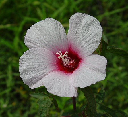 Hibiscus_laevis_flower.jpg