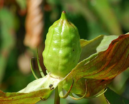 Hibiscus_laevis_fruit.jpg